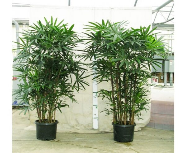 Các loại cây ưa bóng râm thích hợp để trồng trong nhà