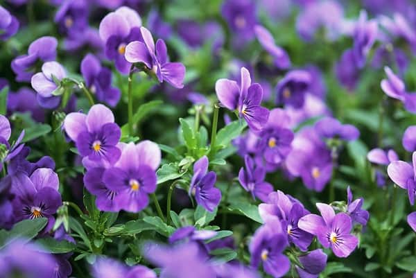 Ý Nghĩa Về Loài Hoa Violet