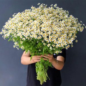 8 loại hoa nhỏ màu trắng - cúc tana