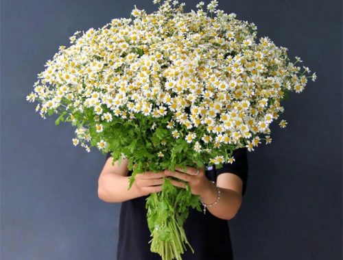 8 loại hoa nhỏ màu trắng - cúc tana