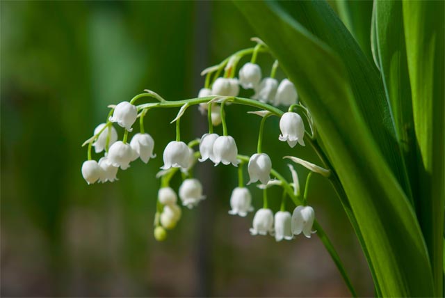8 loại hoa nhỏ màu trắng - hoa linh lan