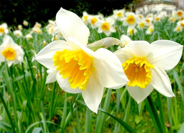 8 loại hoa nhỏ màu trắng - hoa thủy tiên