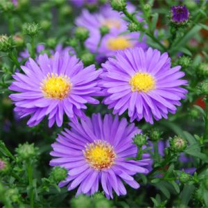 Các loài hoa dại màu tím được yêu thích nhất