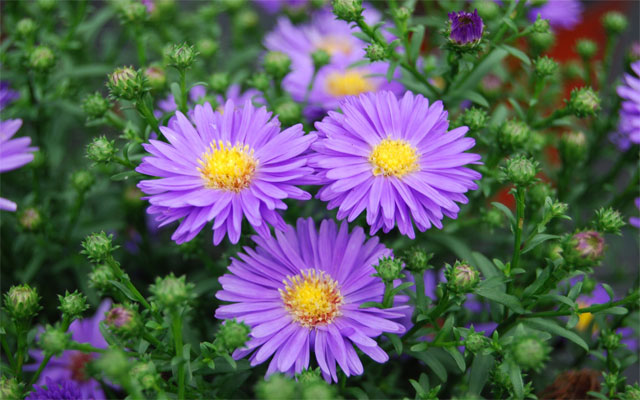 Các loài hoa dại màu tím được yêu thích nhất