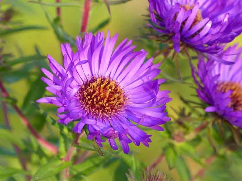 Hoa thạch thảo màu tím