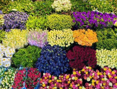 Các Loại Hoa Lâu Tàn Được Yêu Thích Nhất Tại Việt Nam