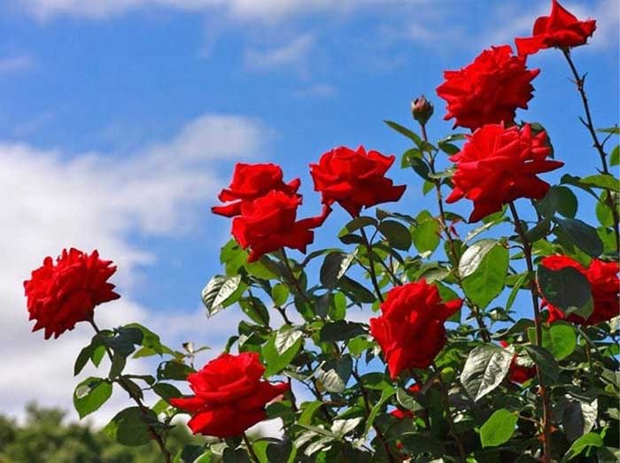 Các loại hoa lâu tàn được yêu thích nhất tại Việt Nam - hoa hồng